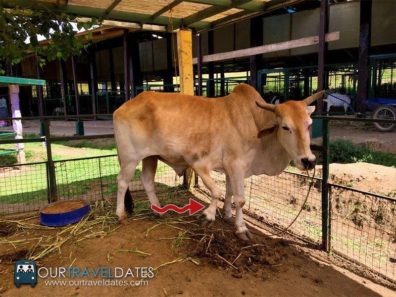 paradizoo-tagaytay-batangas-cavite-zoo-farm-power-of-three-theme-park-image10