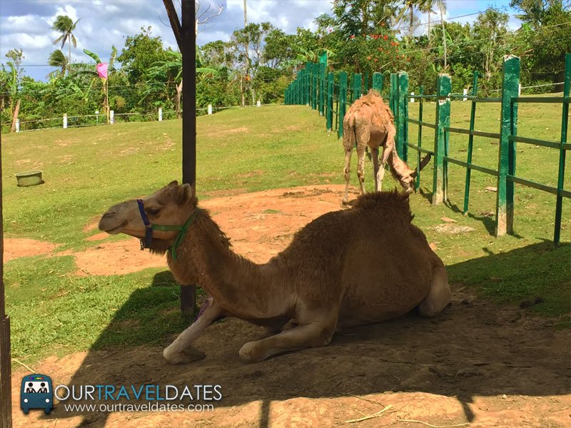 paradizoo-tagaytay-batangas-cavite-zoo-farm-power-of-three-theme-park-image11