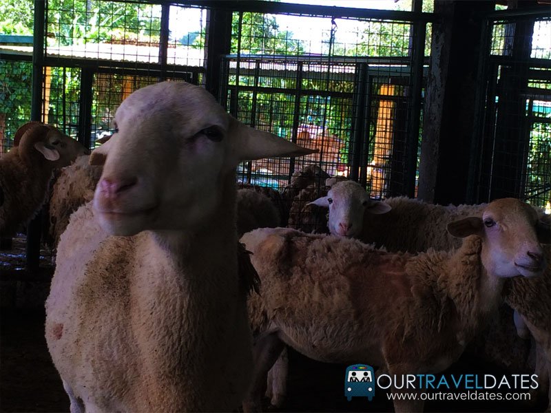 paradizoo-tagaytay-batangas-cavite-zoo-farm-power-of-three-theme-park-image13