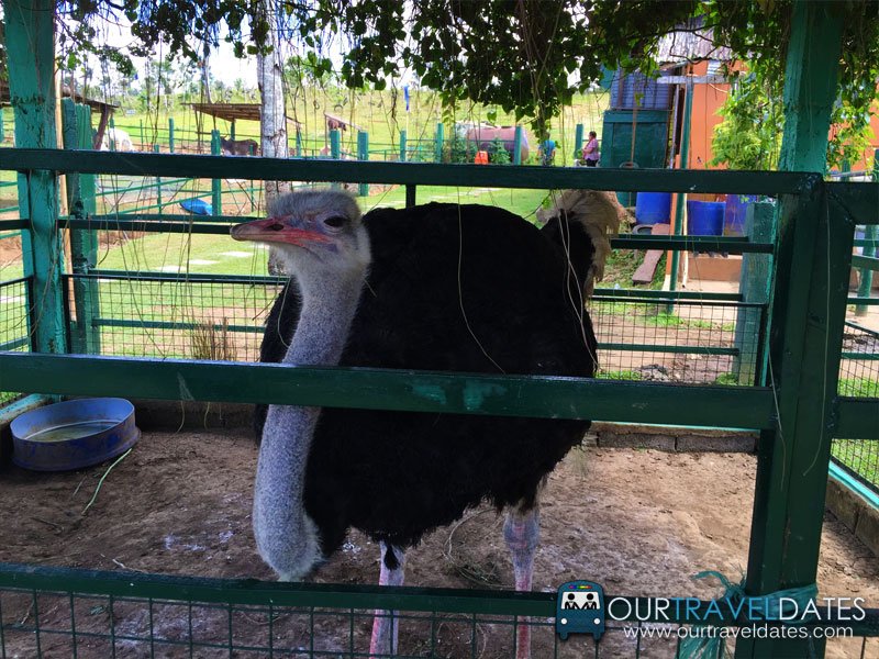 paradizoo-tagaytay-batangas-cavite-zoo-farm-power-of-three-theme-park-image7